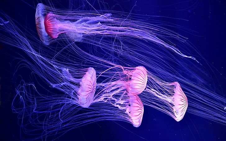 Jellyfish, Deep sea, Underwater, HD, HD wallpaper