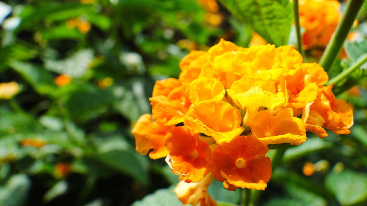 amarelo, flor, florada, flores, jardim, mini flor, natureza, planta, Fondo de pantalla HD