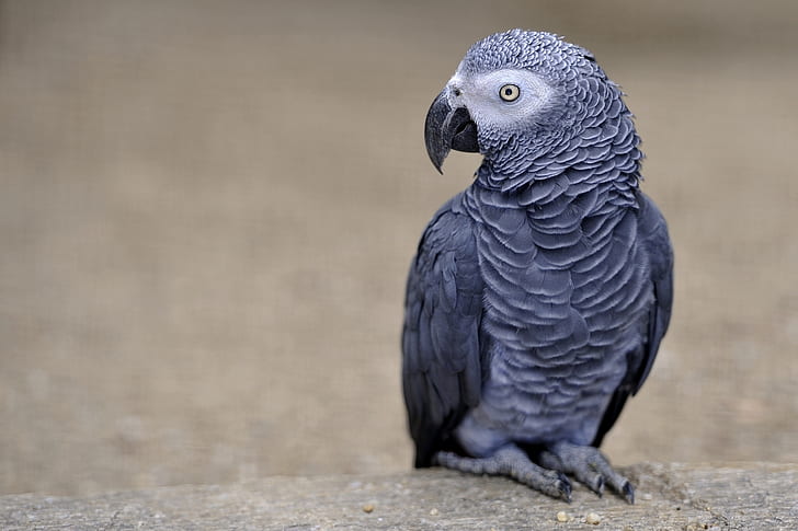 Parrot, African Grey Parrot, Color, HD wallpaper