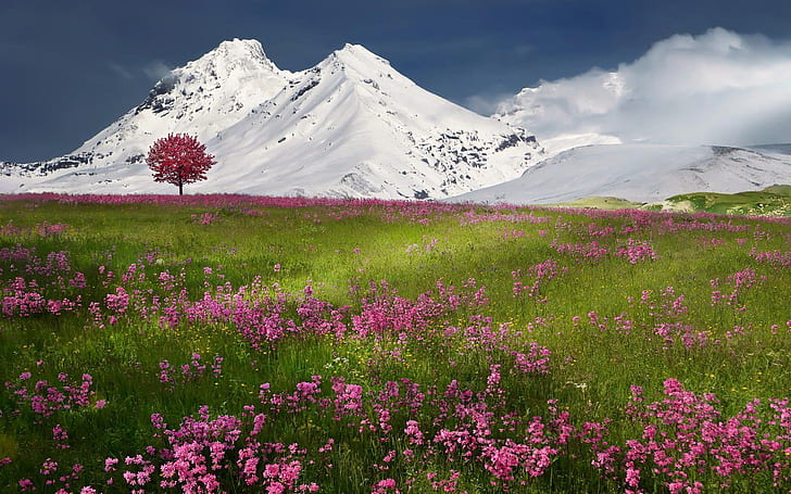 Paisagem da primavera Despertar da natureza Um campo de flores roxas da primavera e grama verde, montanhas cobertas de neve, ao ar livre, HD papel de parede