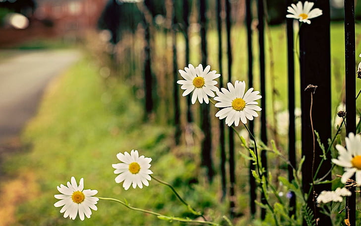 زهور البابونج السياج ، زهرة الأقحوان البيضاء ، الزهور ، البابونج ، السياج، خلفية HD