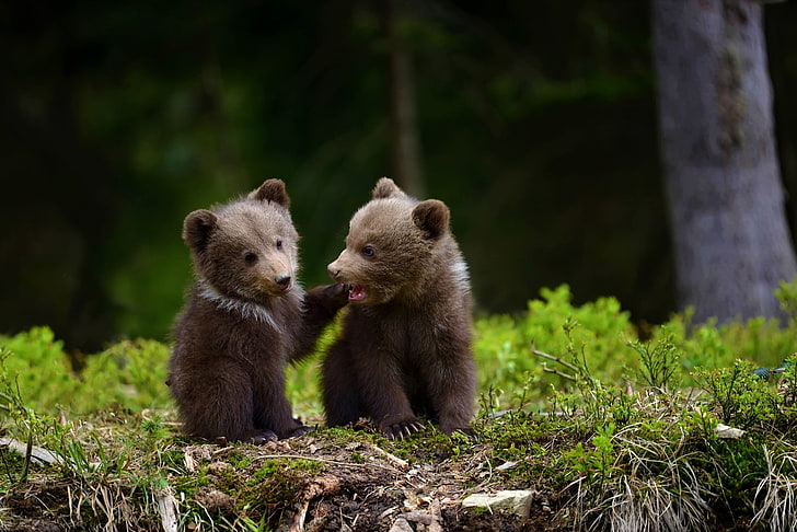 adorable, animal, bébé, ours, ourson, mignon, Fond d'écran HD