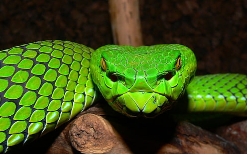 Reptiles, Víbora, Serpiente, Fondo de pantalla HD HD wallpaper