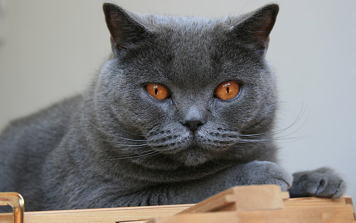 Gato azul russo, gato, bretão, rosto, olhos, HD papel de parede