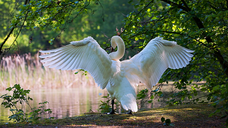 greens, white, summer, leaves, light, branches, nature, pose, lake, pond, bird, shore, wings, feathers, Swan, river, stroke, the scope, HD wallpaper