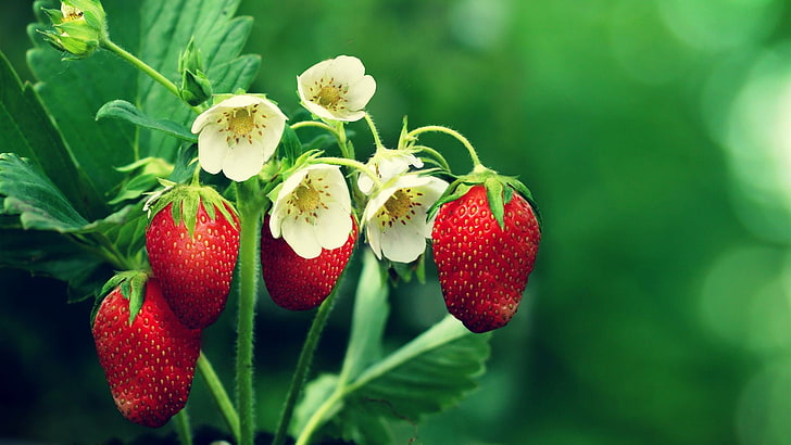 rote Erdbeerfrüchte, Erdbeeren, Blumen, Blätter, Früchte, HD-Hintergrundbild