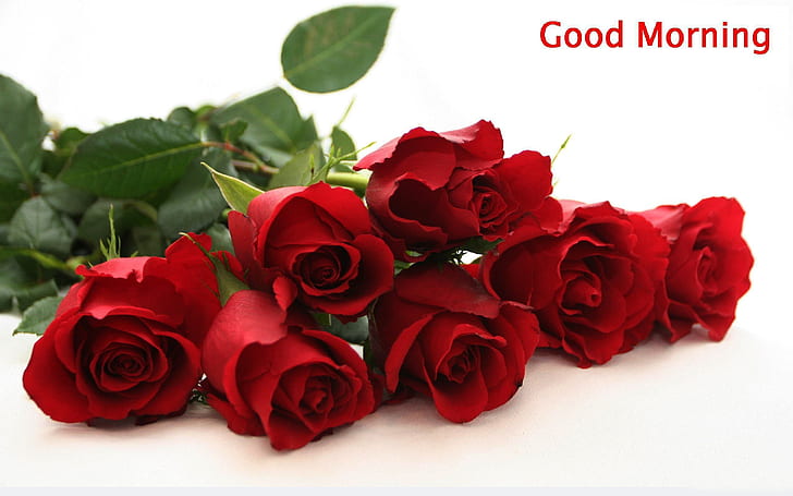 Guten Morgen Mit Roter Rose Flower Background, HD-Hintergrundbild