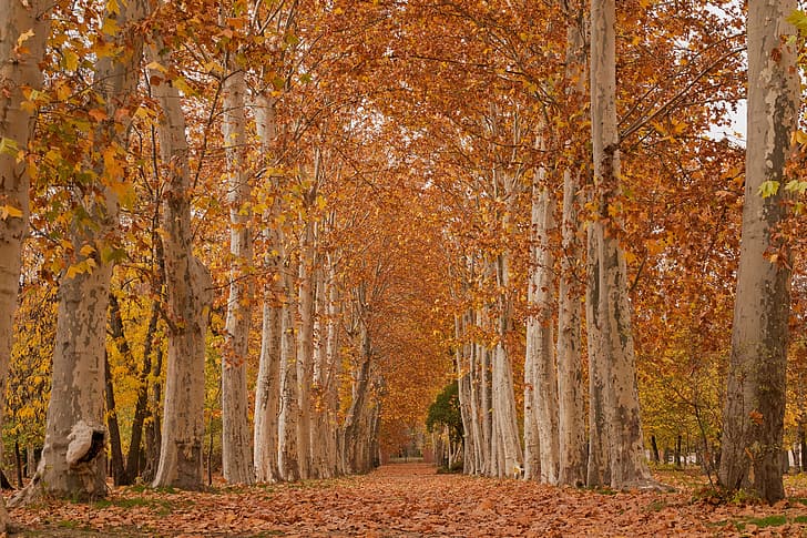 autumn, leaves, trees, Park, alley, sycamore, HD wallpaper