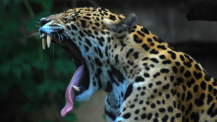 jaguars, animals, nature, HD wallpaper
