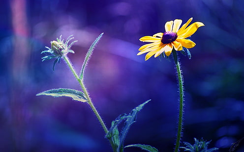Deux fleurs, arrière-plan flou bleu, deux, fleurs, bleu, flou, arrière-plan, Fond d'écran HD HD wallpaper