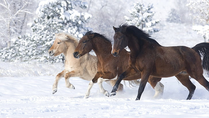 Snow Horse Winter HD ม้าสีน้ำตาลและสีขาวสามตัวสัตว์หิมะฤดูหนาวม้า, วอลล์เปเปอร์ HD