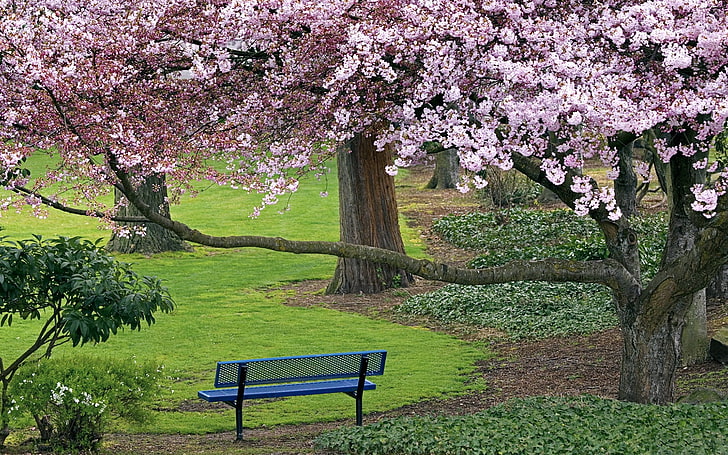 розовое лиственное дерево, скамейка, дерево, весна, трава, HD обои