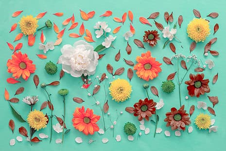 fleurs, fond, pétales, chrysanthème, Fond d'écran HD HD wallpaper