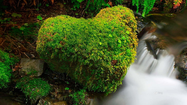 American Hoh Rain Forest-Bing Desktop Wallpaper, HD wallpaper