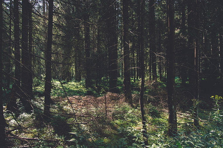alam, pohon, hutan, hijau, sinar matahari belang-belang, Wallpaper HD