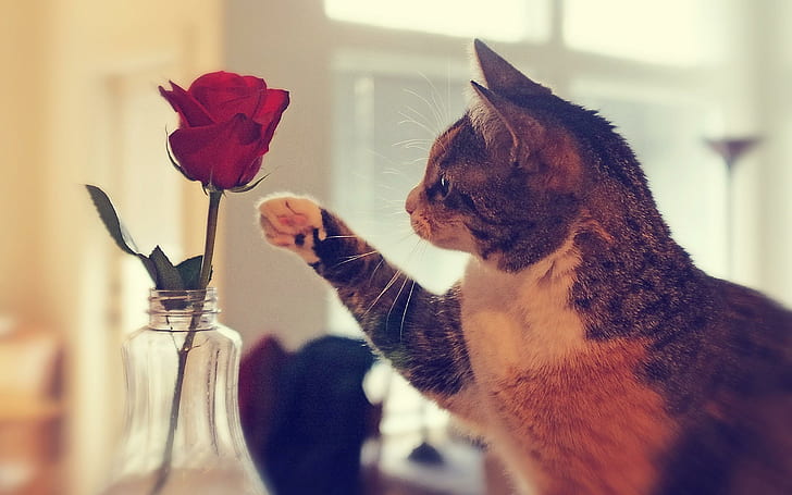 Rose From Kitty Me For Joanne, brown and white cat, lovely, kitten, flower, cute, beautiful, red rose, kitty, rose, petals, gift, animals, HD wallpaper