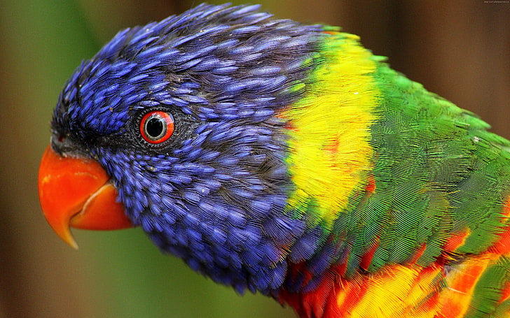 цветни животни, красиви, дъга папагал, екзотични птици, HD тапет