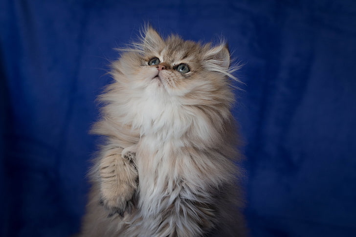 langhaarige braune Katze, flauschig, Baby, Kätzchen, HD-Hintergrundbild