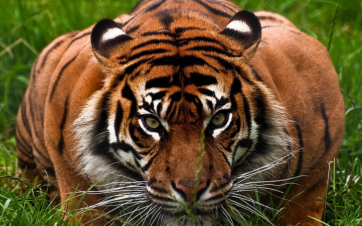 tiger illustration, tiger, face, aggression, animal, HD wallpaper