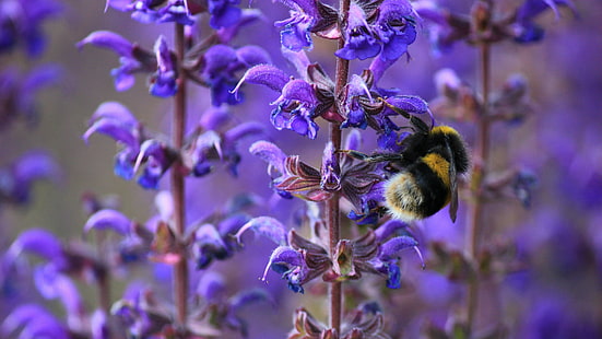 цветы пчел, HD обои HD wallpaper