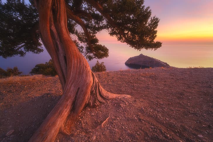 sea, autumn, landscape, sunset, nature, tree, Crimea, juniper, New Light, Rev Alex, Alex Revs, HD wallpaper