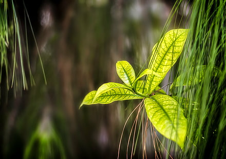 grön lämnar växt under dagtid, blad, grön, lämnar, växt, dagtid, natur, grön Färg, skog, närbild, friskhet, sommar, bakgrunder, miljö, HD tapet HD wallpaper