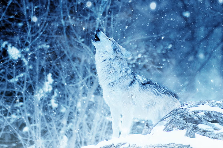 Wolf Howling, Winter, Snowfall, HD, HD wallpaper