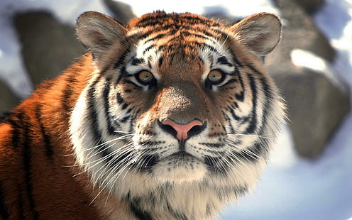 Тигър, тигрово животно, котки, прекрасни, лапи, коте, лице, красиво, сладко, сънливо, коте, животни, спане, котешко лице, HD тапет HD wallpaper