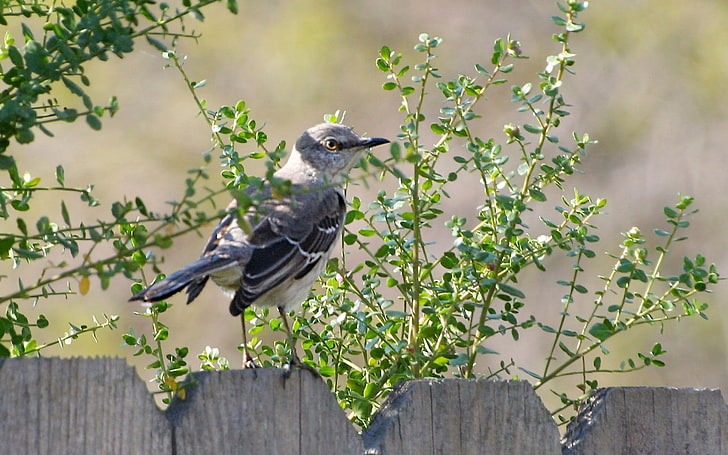 черно-серая воробьиная птица, птица, забор, природа, HD обои