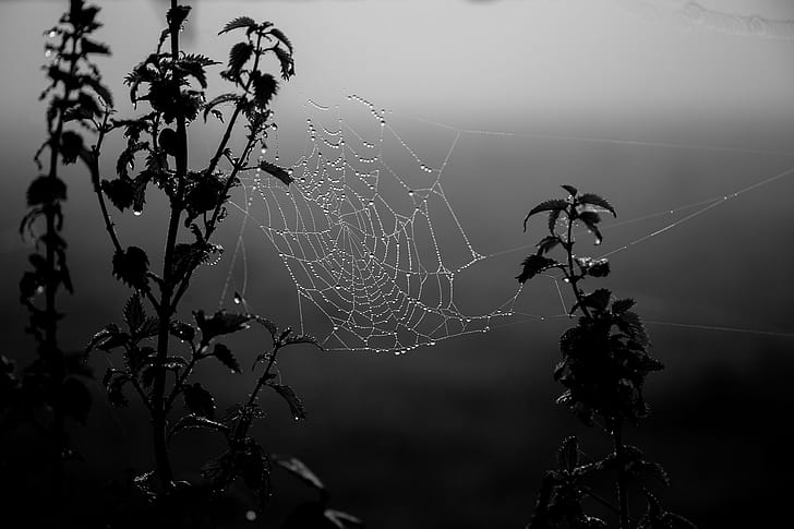 spiderwebs, monochrome, water drops, dark, black, gray, dew, HD wallpaper