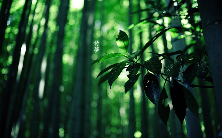 나무, 대나무, 일본, 잎, HD 배경 화면