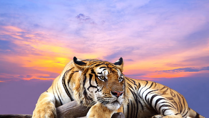 Tiger, 4K, HD papel de parede