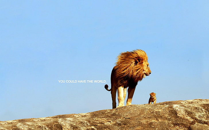 สิงโตคำพูดสร้างแรงบันดาลใจสิงโต, วอลล์เปเปอร์ HD