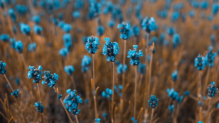 Flores azules, flora, flor, planta, primavera, flores silvestres, lavanda,  Fondo de pantalla HD | Wallpaperbetter