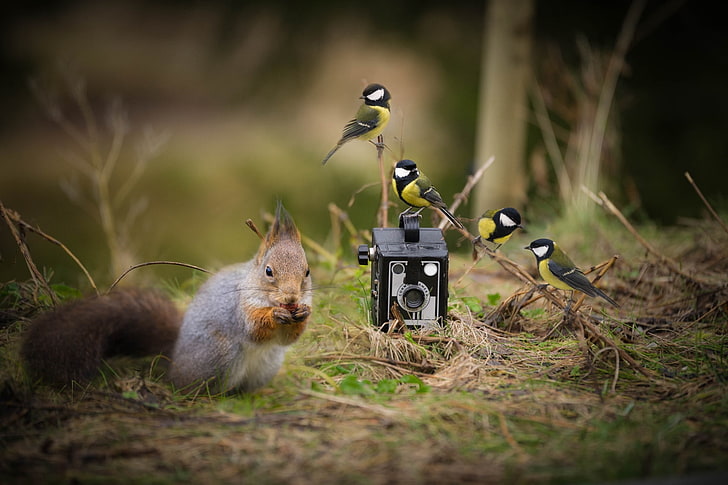 brown squirrel, forest, grass, birds, nature, the situation, camera, walnut, protein, the camera, photo, nibbles, Tits, situation, squirrel, nut, HD wallpaper