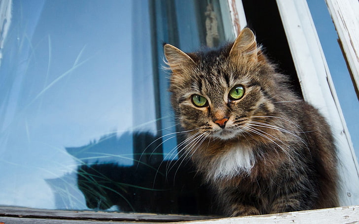 длинношерстный коричнево-белый кот, животные, окно, кот, котята, HD обои