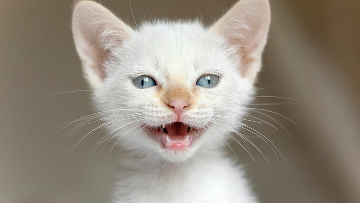biały kotek, kot, kocięta, przyroda, zwierzęta, małe zwierzątka, zbliżenie, koci, niebieskie oczy, otwarte usta, Tapety HD