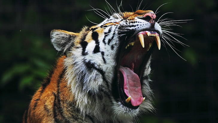 roaring tiger face, HD wallpaper