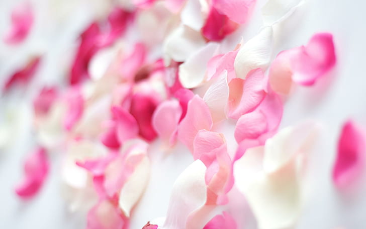 Pink Orchid Flowers, rosa, flores, orquídea, HD papel de parede