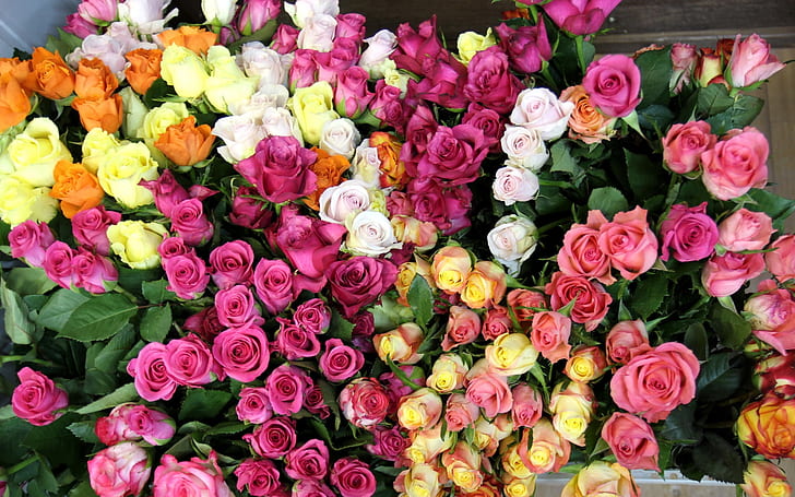 สีที่หลากหลายของโลกดอกกุหลาบหลากหลายสีดอกกุหลาบโลก, วอลล์เปเปอร์ HD