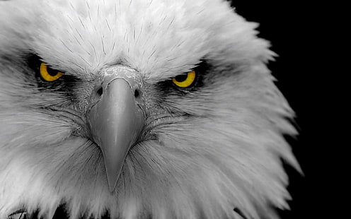 Adler, selektive Färbung, Vögel, Tiere, HD-Hintergrundbild HD wallpaper