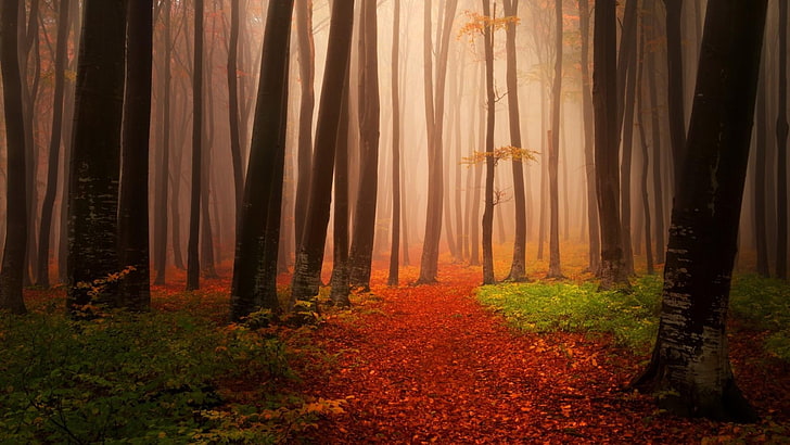 hutan, senja, jalan setapak, pohon, berkabut, kabut, Wallpaper HD