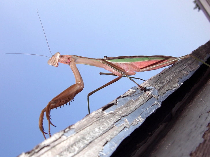 brown and green praying mantis, mantis, feet, surface, HD wallpaper
