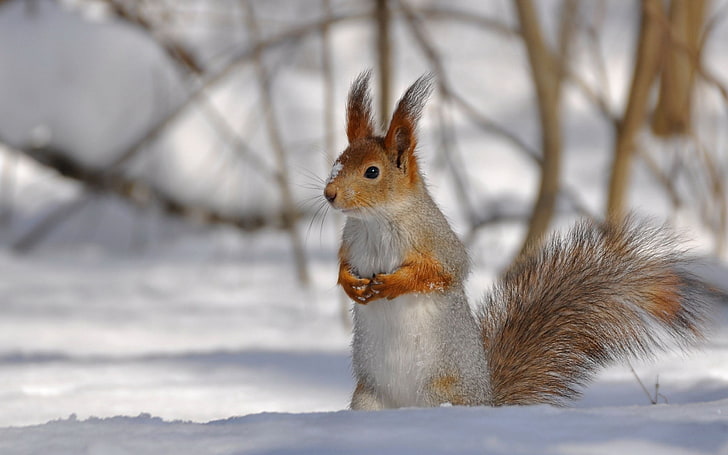 brown and gray squirrel, snow, curiosity, sunlight, Squirrel in winter plumage, a careful look, interest, HD wallpaper