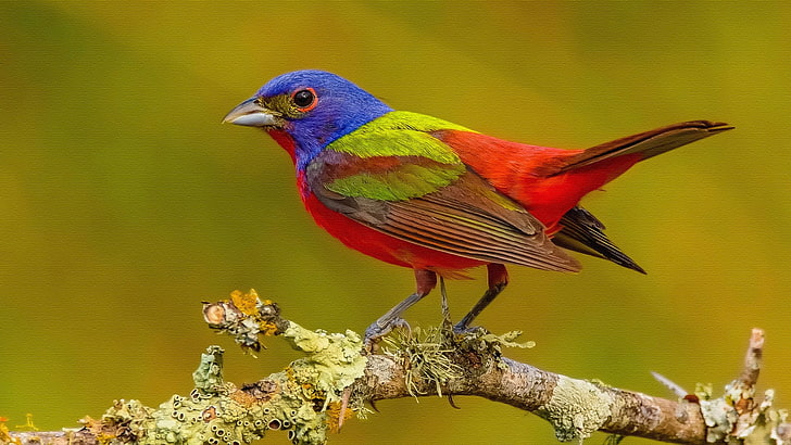 Pájaros, empavesado, artístico, pájaro, colores, empavesado pintado, paseriformes, Fondo de pantalla HD