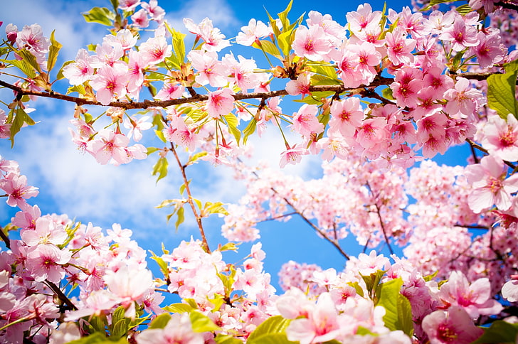 pink flowers, photography, flowers, cherry blossom, HD wallpaper