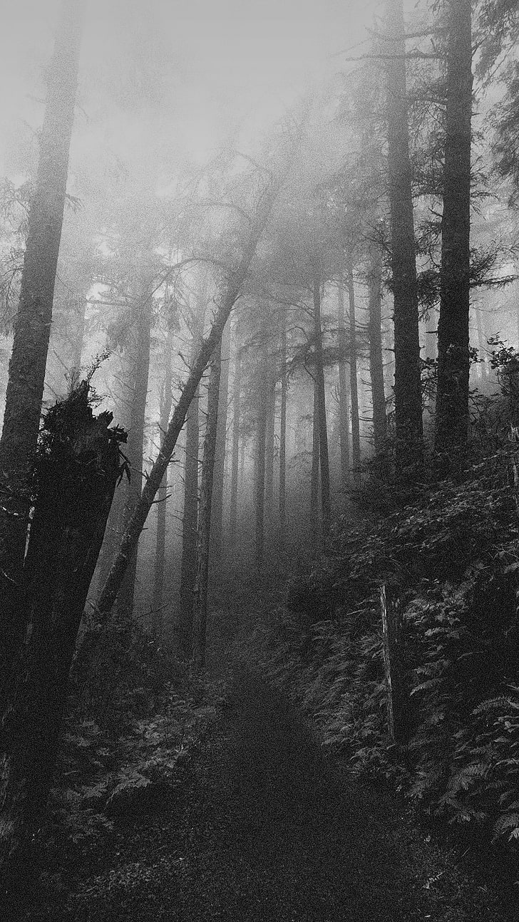 krajobraz, monochromatyczny, ścieżka, pień drzewa, mgła, Tapety HD, tapety na telefon