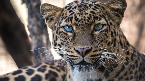 leopard, stora katter, djur, morrhår, HD tapet HD wallpaper