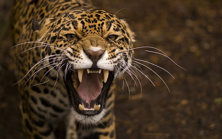 Avcı, jaguar, vahşi kedi, yüz, ağız, dişler, Avcı, Jaguar, vahşi, kedi, yüz, ağız, dişler, HD masaüstü duvar kağıdı