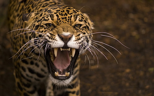 捕食者、ジャガー、野生の猫、顔、口、歯、捕食者、ジャガー、野生、猫、顔、口、歯、 HDデスクトップの壁紙 HD wallpaper